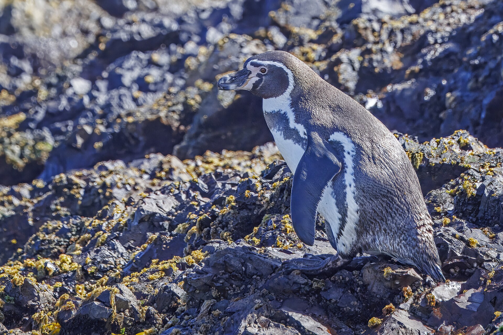 Pingüino de Humboldt. Foto: Charles J. Sharp / Wikimedia Commons (CC BY-SA 4.0)