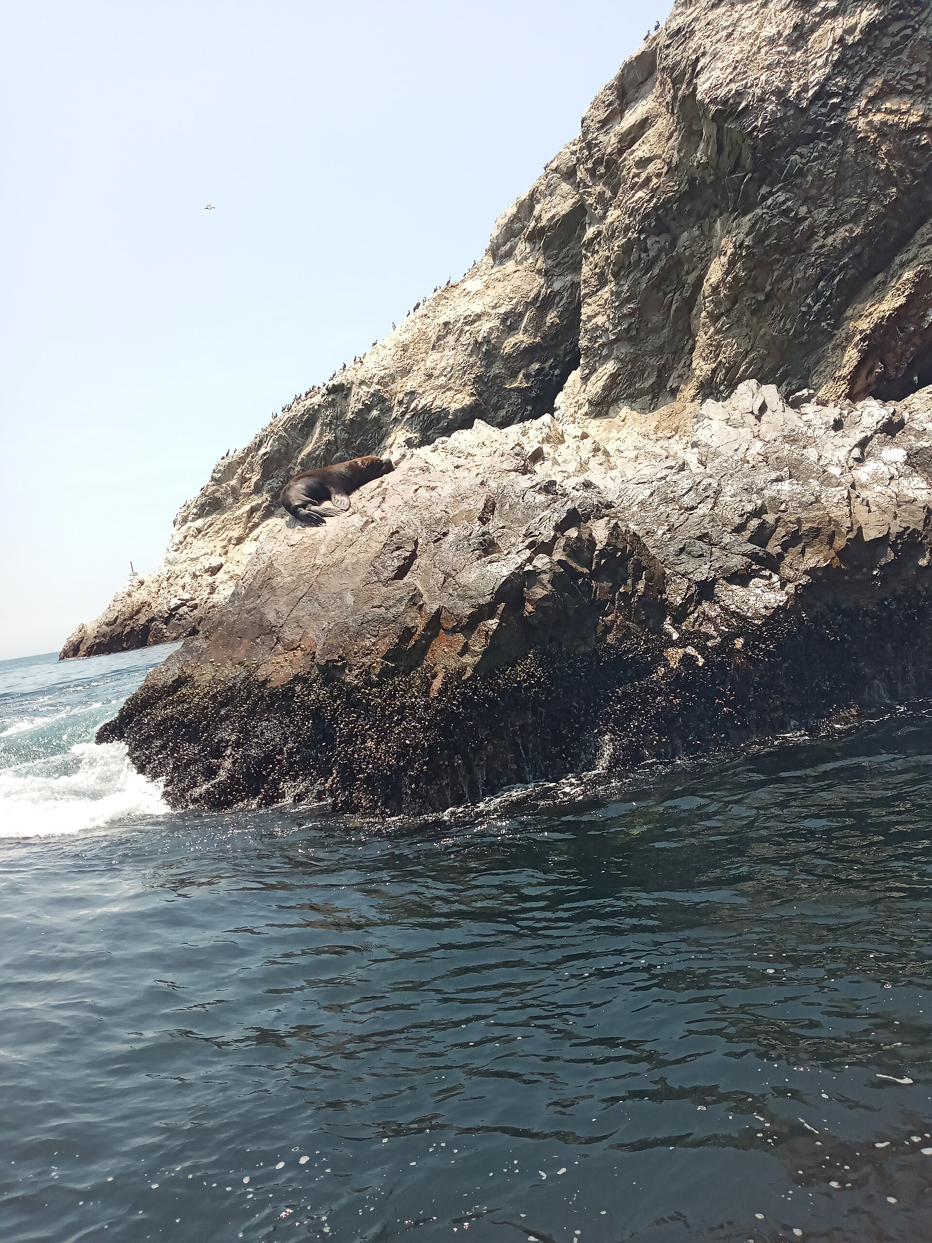 Reserva Nacional Islas Ballestas. Foto: Chemcream / Wikimedia Commons (CC BY-SA 4.0)